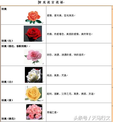 紅薔薇花語|40種常見「花語」百科！玫瑰花語有嫉妒、薰衣草不能。